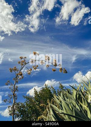 Vue panoramique de la tige de la plante agave en fleurs et des arbustes Dracaena contre les nuages de cirrus dans le ciel bleu. Nature pittoresque. Beauté dans la nature. Banque D'Images