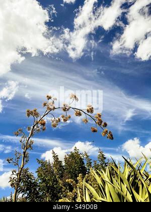 Vue panoramique de la tige de la plante agave en fleurs et des arbustes Dracaena contre les nuages de cirrus dans le ciel bleu. Paysage. Scenics-nature. Banque D'Images