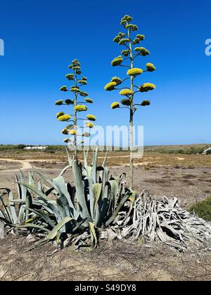 L'agave américain est également connu sous le nom de plante du siècle Banque D'Images