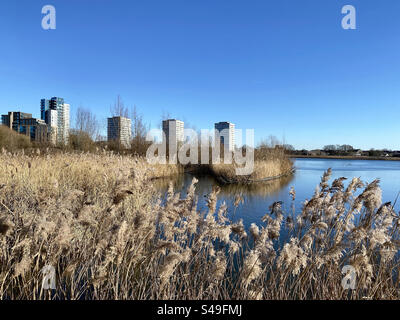 Réserve naturelle Woodberry Wetlands en hiver, North London, Angleterre Banque D'Images