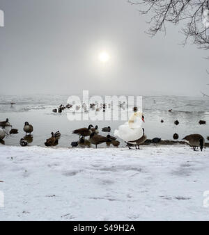 Un cygne, des oies et des canards sur un étang gelé en hiver Banque D'Images