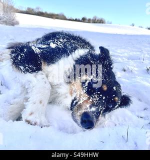 Chien couché dans la neige Banque D'Images