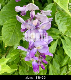 Les fleurs de glycine mauve Banque D'Images