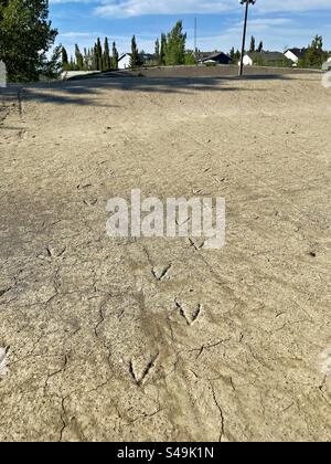 Empreintes d'oiseaux dans la boue durcie sur une piste de BMX. Banque D'Images