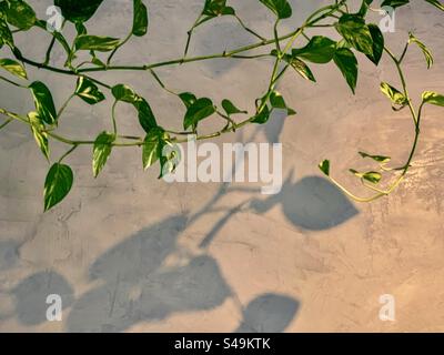 Les vignes dorées de pothos/Epipremnum aureum projettent des ombres sur un mur texturé gris sous éclairage intérieur. Banque D'Images