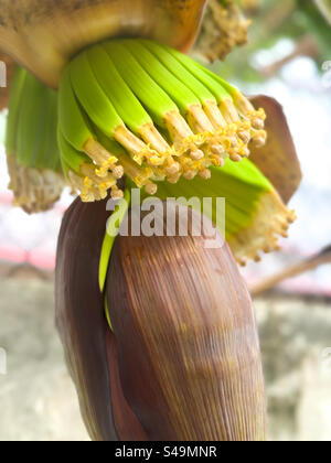 Gros plan de la floraison de la plante de banane dans le jardin de l'arrière-cour Banque D'Images