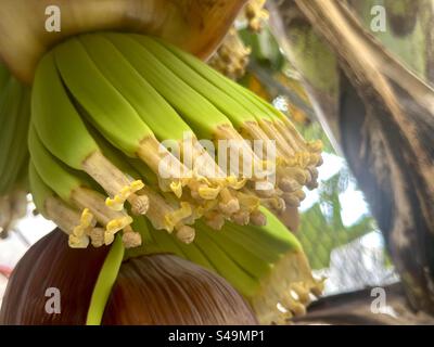 Gros plan de la floraison de la plante de banane dans le jardin de l'arrière-cour Banque D'Images