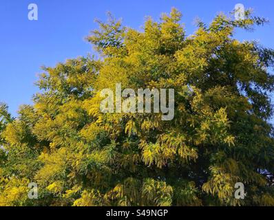 Mimosa en fleurs. Occitanie, France Banque D'Images