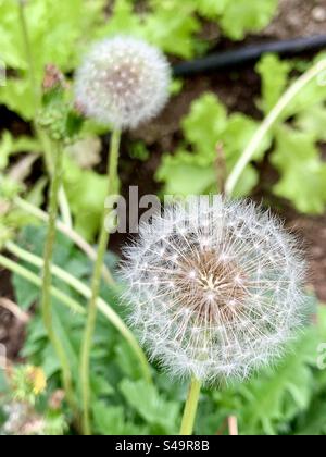 Des boules poilues scintillent dans un jardin. Aussi connu sous le nom de plante de ballon, coton-buisson de ballon, plante de cygne, ou Gomphocarpus physocarpus, est une espèce de plante de la famille des Apocynaceae, apparentée aux asperges. Banque D'Images