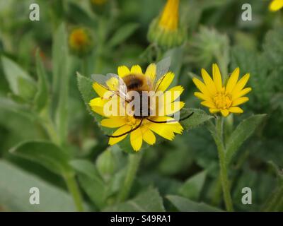 Abeille mâle à cornes longues (Eucera sp.) se nourrissant d'une fleur de souci de champ Banque D'Images