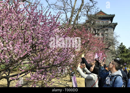 Beijing, Chine. Mar 16, 2019. Les gens de prendre des photos de fleurs à la Dynastie Ming de Pékin (1368-1644) mur de la ville Parc des reliques à Beijing, capitale de Chine, le 16 mars 2019. Crédit : Li Xin/Xinhua/Alamy Live News Banque D'Images