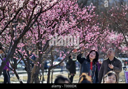 Beijing, Chine. Mar 16, 2019. Personnes voir fleurs à la Dynastie Ming de Pékin (1368-1644) mur de la ville Parc des reliques à Beijing, capitale de Chine, le 16 mars 2019. Crédit : Li Xin/Xinhua/Alamy Live News Banque D'Images