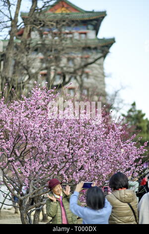 Beijing, Chine. Mar 16, 2019. Les gens de prendre des photos de fleurs à la Dynastie Ming de Pékin (1368-1644) mur de la ville Parc des reliques à Beijing, capitale de Chine, le 16 mars 2019. Crédit : Li Xin/Xinhua/Alamy Live News Banque D'Images