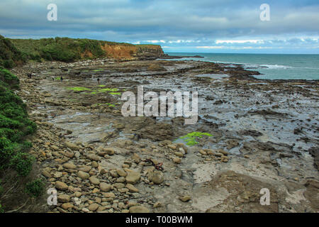 Curio Bay dans la région de Southland, vue sur l'ancienne forêt pétrifiée à la Catlins, île du Sud, Nouvelle-Zélande Banque D'Images