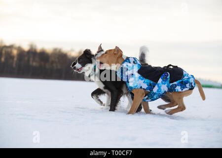 Border Collie et Staffordshire Terrier, pit-bull jouer au cours d'une aventure sur un champ neigeux Banque D'Images