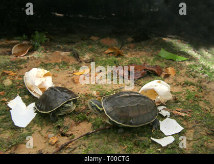 AMBOINA bébé tortue BOÎTE, Cuora amboinensis, Banque D'Images