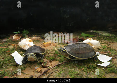 AMBOINA bébé tortue BOÎTE, Cuora amboinensis, Banque D'Images