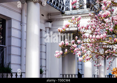 Londres, UK - Mars 11th, 2019 : Magnolia arbre fleurit en face de bâtiment blanc à Kensington sont de Londres Banque D'Images