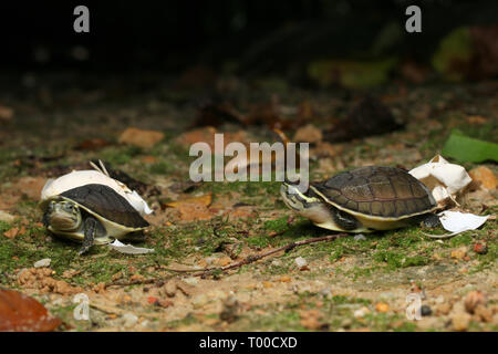 AMBOINA bébé tortue BOÎTE, Cuora amboinensis, Banque D'Images