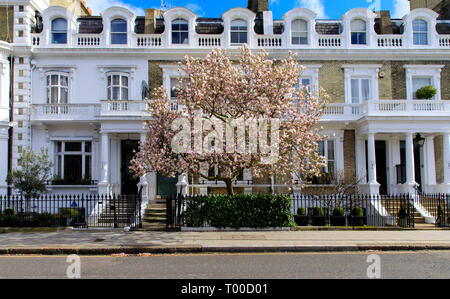 Londres, UK - Mars 11th, 2019 : Magnolia arbre fleurit en face de bâtiment blanc de Kensington sont de Londres Banque D'Images