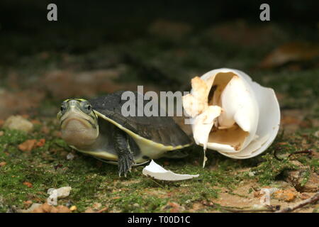 AMBOINA bébé tortue BOÎTE, Cuora amboinensis, Banque D'Images