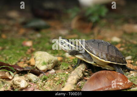 AMBOINA bébé tortue BOÎTE, Cuora amboinensis, Banque D'Images