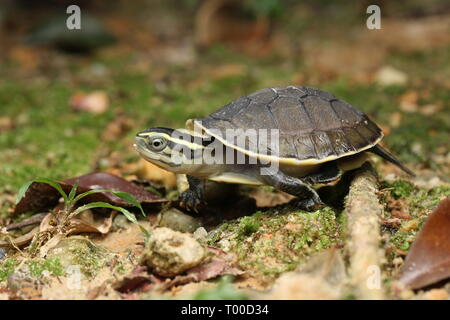 AMBOINA bébé tortue BOÎTE, Cuora amboinensis, Banque D'Images