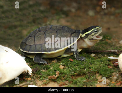 AMBOINA bébé tortue BOÎTE, Cuora amboinensis, Banque D'Images