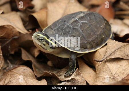 AMBOINA bébé tortue BOÎTE, Cuora amboinensis, Banque D'Images