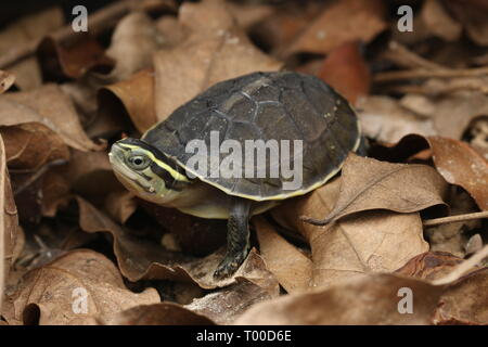 AMBOINA bébé tortue BOÎTE, Cuora amboinensis, Banque D'Images