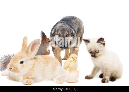 Chien, lapin, écureuil et chaton sur fond blanc Banque D'Images