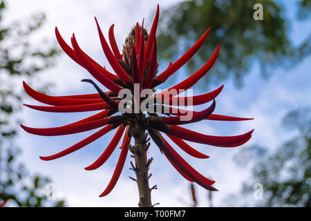 Coral Tree - Korallenbaum Erythrina Speciosa Banque D'Images