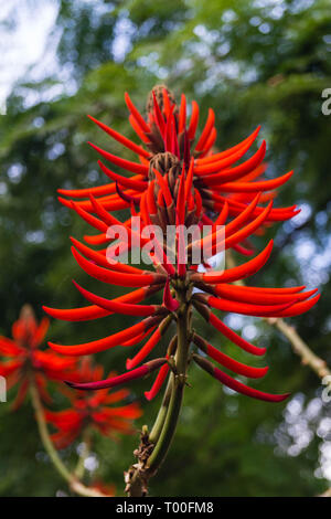 Coral Tree - Korallenbaum Erythrina Speciosa Banque D'Images