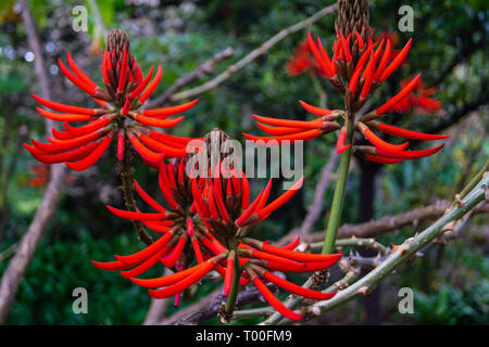 Coral Tree - Korallenbaum Erythrina Speciosa Banque D'Images