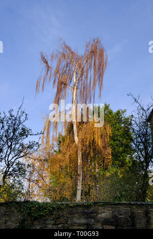 Silver Birch Tree en automne Banque D'Images