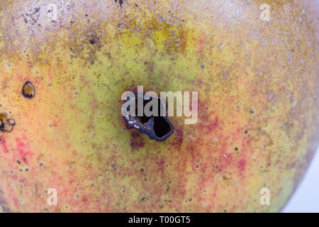 Close-up plate trace de carpocapse Cydia pomonella, dans un wormy apple. Sur fond blanc. Place d'écrire Banque D'Images