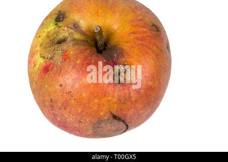 Plate trace de carpocapse Cydia pomonella, dans un wormy apple. Sur fond blanc. Place d'écrire Banque D'Images