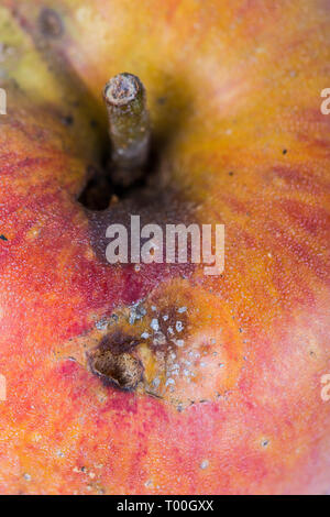 Close-up plate trace de carpocapse Cydia pomonella, dans un wormy apple. Sur fond blanc. Place d'écrire Banque D'Images