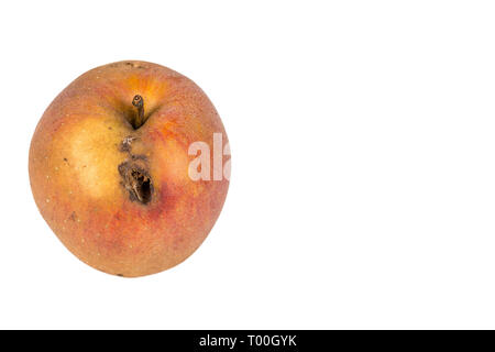 Plate trace de carpocapse Cydia pomonella, dans un wormy apple. Sur fond blanc. Place d'écrire Banque D'Images