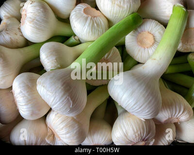 Oignons de printemps (également connu sous le nom les échalotes, oignons verts, oignons salade) en vente sur un étal de marché à Tenby, Pays de Galles. Banque D'Images