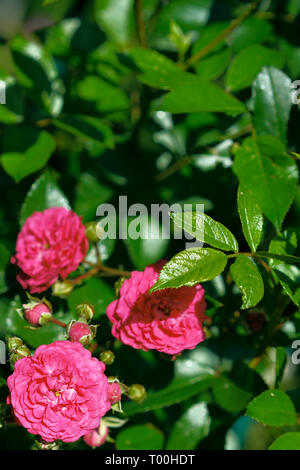 La ligne rouge rose dans son jardin d'été près de summerhouse Banque D'Images