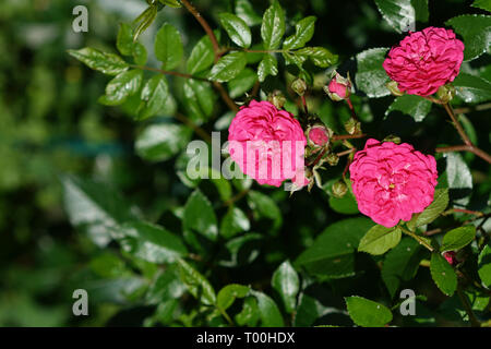 La ligne rouge rose dans son jardin d'été près de summerhouse Banque D'Images