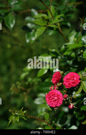 La ligne rouge rose dans son jardin d'été près de summerhouse Banque D'Images