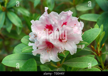 Rhododendron rose blossom close-up Banque D'Images