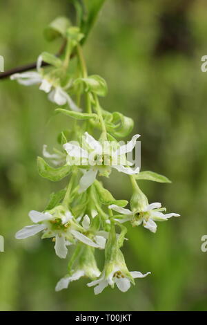 Oemleria cerasiformis. Fleurs blanches parfumées de prune indien - au début du printemps (fin février), Royaume-Uni. Également appelé Oso berry. Banque D'Images