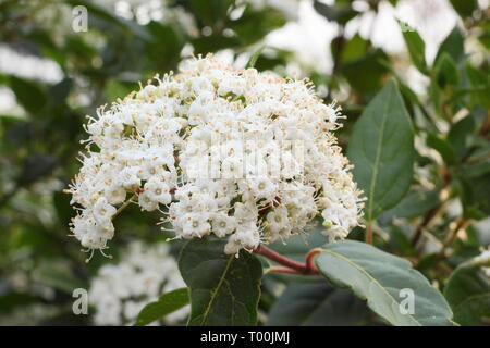 Viburnum tinus 'French White'. Fleurs de Viburnum 'Blanc' français à la fin de l'hiver dans un jardin anglais - Février, UK Banque D'Images