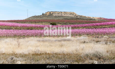 Pêchers en fleurs au début du printemps en Aitona, Catalogne Banque D'Images