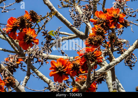 Coral Tree de la côte, Erythrina caffra Tree Red, fleurs, branche Banque D'Images