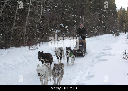 Chiens de traîneau à Kananaskis dans les Rocheuses canadiennes en Alberta, Canada Banque D'Images