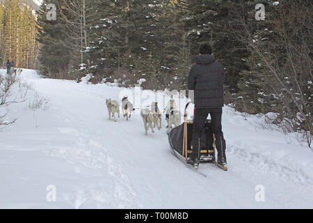 Chiens de traîneau à Kananaskis dans les Rocheuses canadiennes en Alberta, Canada Banque D'Images